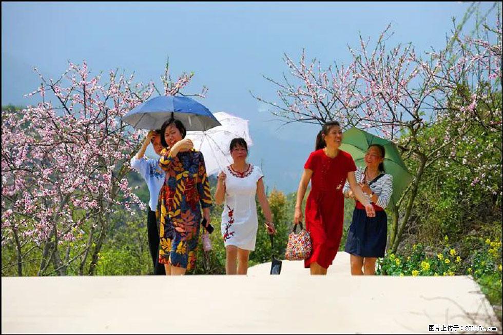 【春天，广西桂林灌阳县向您发出邀请！】望月岭上桃花开 - 游山玩水 - 银川生活社区 - 银川28生活网 yinchuan.28life.com
