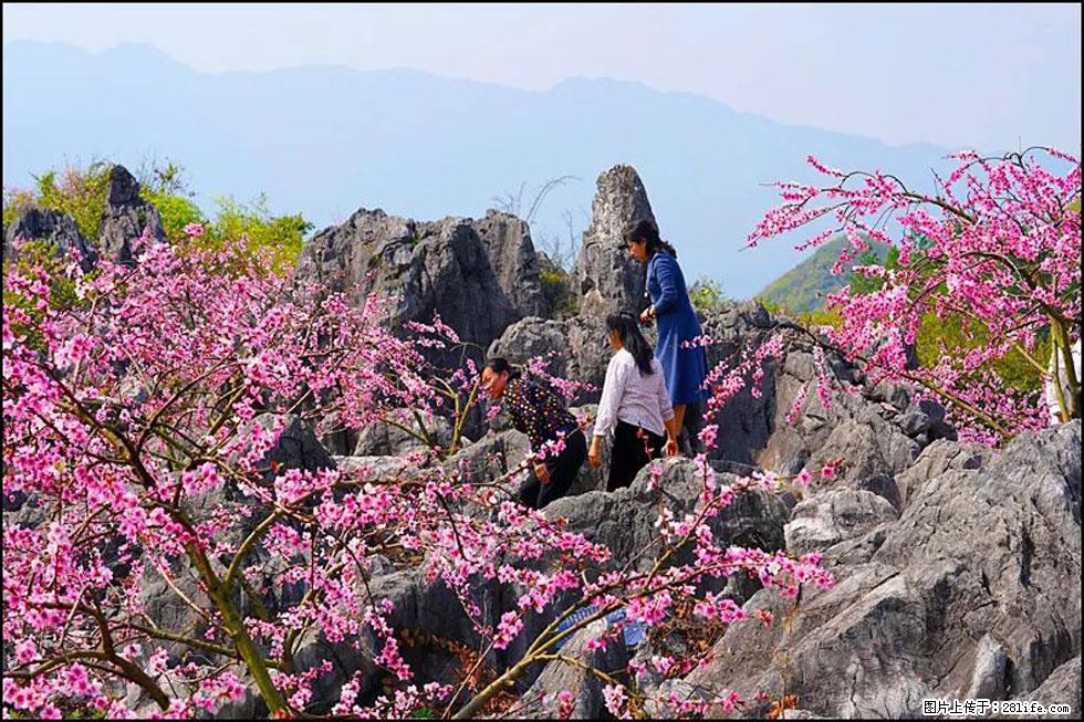 【春天，广西桂林灌阳县向您发出邀请！】望月岭上桃花开 - 游山玩水 - 银川生活社区 - 银川28生活网 yinchuan.28life.com