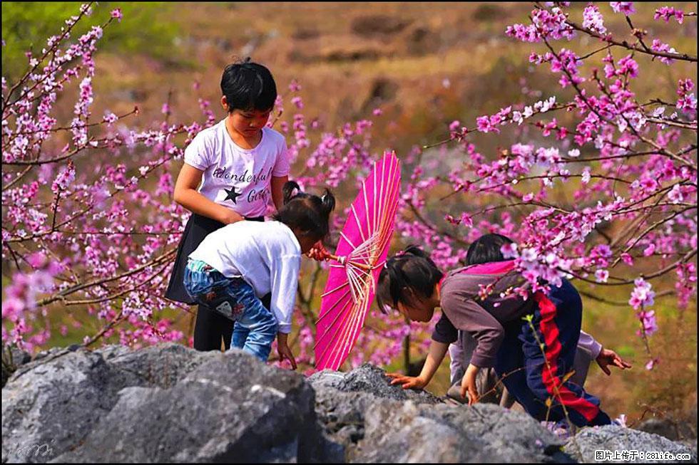 【春天，广西桂林灌阳县向您发出邀请！】望月岭上桃花开 - 游山玩水 - 银川生活社区 - 银川28生活网 yinchuan.28life.com