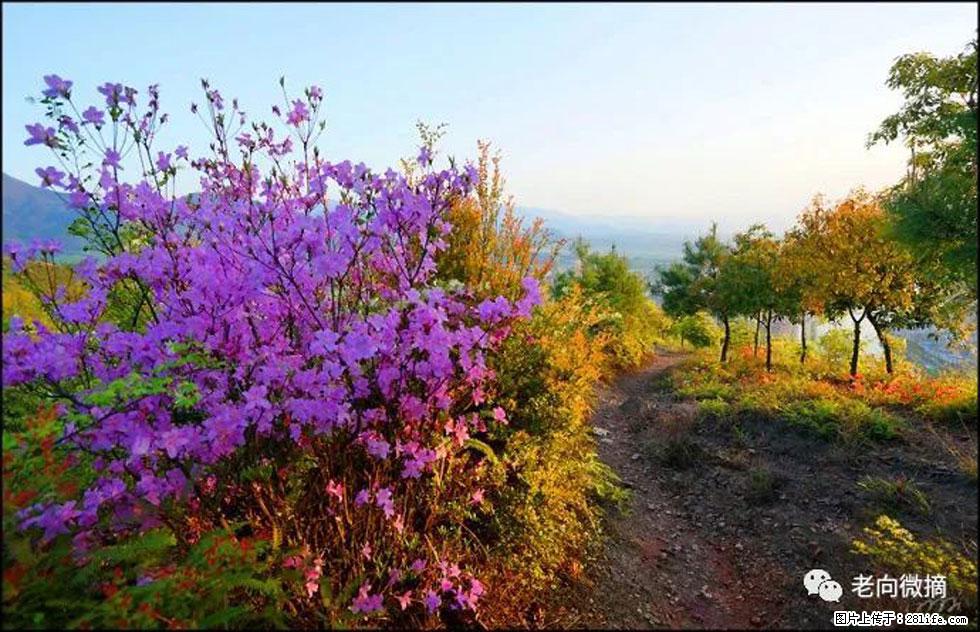 【春天,广西桂林灌阳县向您发出邀请!】登麒麟山,相约映山红 - 游山玩水 - 银川生活社区 - 银川28生活网 yinchuan.28life.com