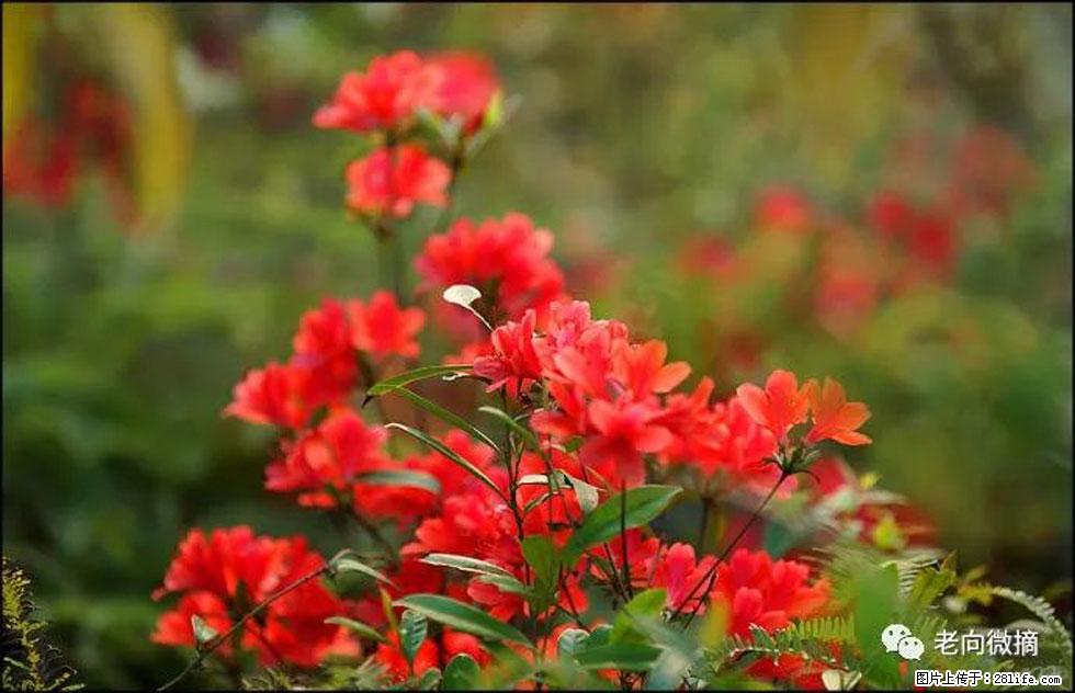 【春天,广西桂林灌阳县向您发出邀请!】登麒麟山,相约映山红 - 游山玩水 - 银川生活社区 - 银川28生活网 yinchuan.28life.com