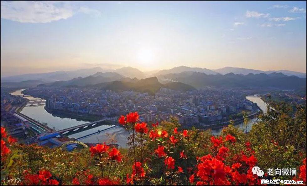 【春天,广西桂林灌阳县向您发出邀请!】登麒麟山,相约映山红 - 游山玩水 - 银川生活社区 - 银川28生活网 yinchuan.28life.com