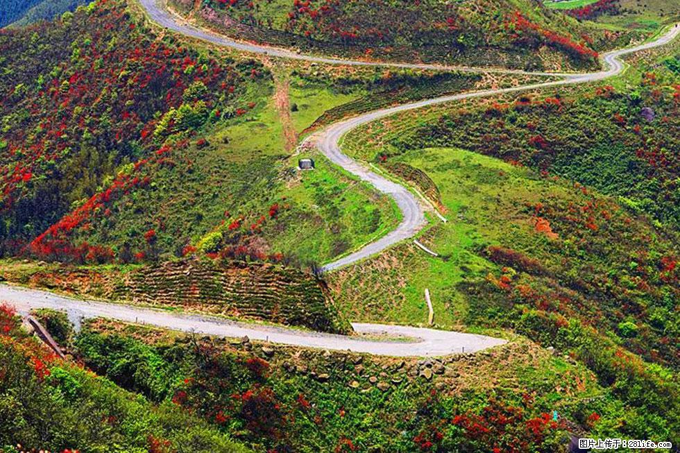 【春天，广西桂林灌阳县向您发出邀请！】春木界上映山红 - 游山玩水 - 银川生活社区 - 银川28生活网 yinchuan.28life.com