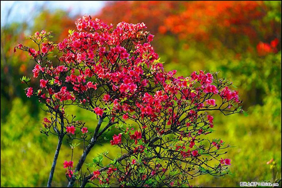 【春天，广西桂林灌阳县向您发出邀请！】春木界上映山红 - 游山玩水 - 银川生活社区 - 银川28生活网 yinchuan.28life.com
