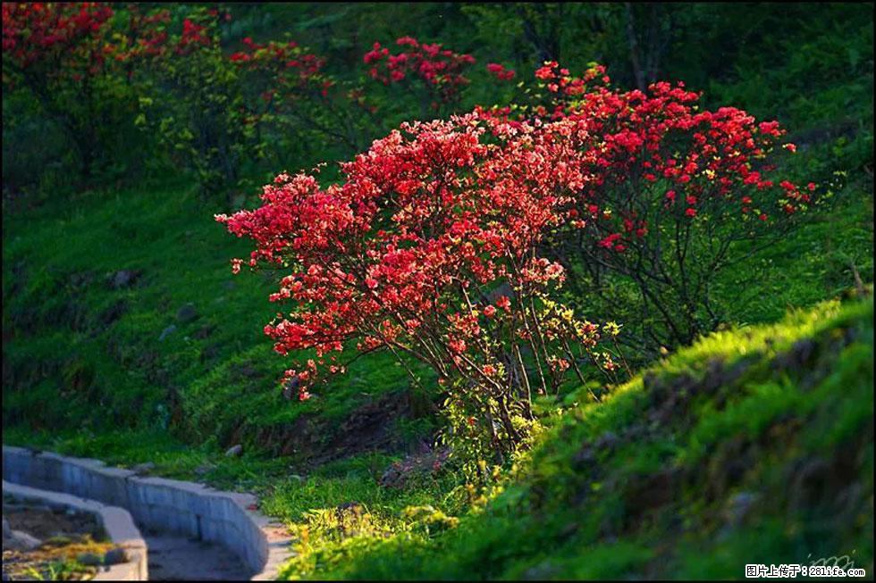 【春天，广西桂林灌阳县向您发出邀请！】春木界上映山红 - 游山玩水 - 银川生活社区 - 银川28生活网 yinchuan.28life.com