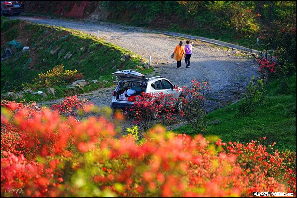 【春天，广西桂林灌阳县向您发出邀请！】春木界上映山红 - 游山玩水 - 银川生活社区 - 银川28生活网 yinchuan.28life.com