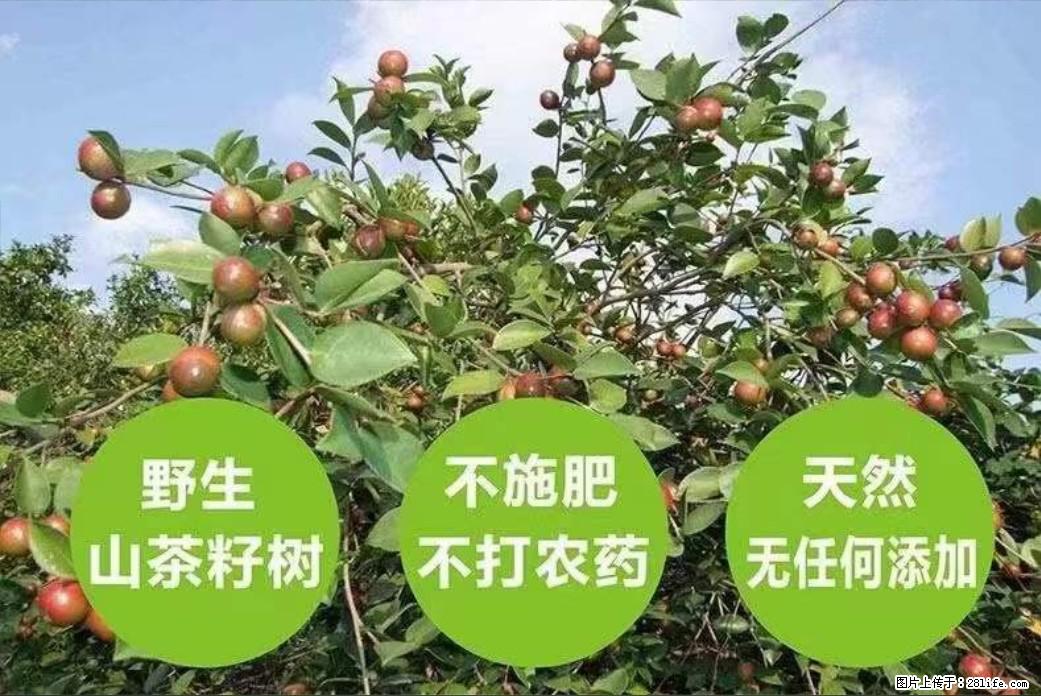 【灌阳县油茶产业示范区】一个有着充实的精神生活的人,对待身外之物自会有一种淡泊的态度 - 美食天地 - 银川生活社区 - 银川28生活网 yinchuan.28life.com