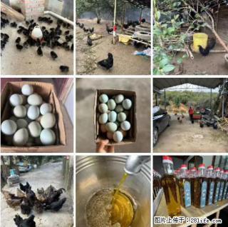 油茶园从小鸡仔开始养起的纯土鸡、土鸡蛋可以预定啦！还有前几天刚榨的纯山茶油哦 - 银川28生活网 yinchuan.28life.com