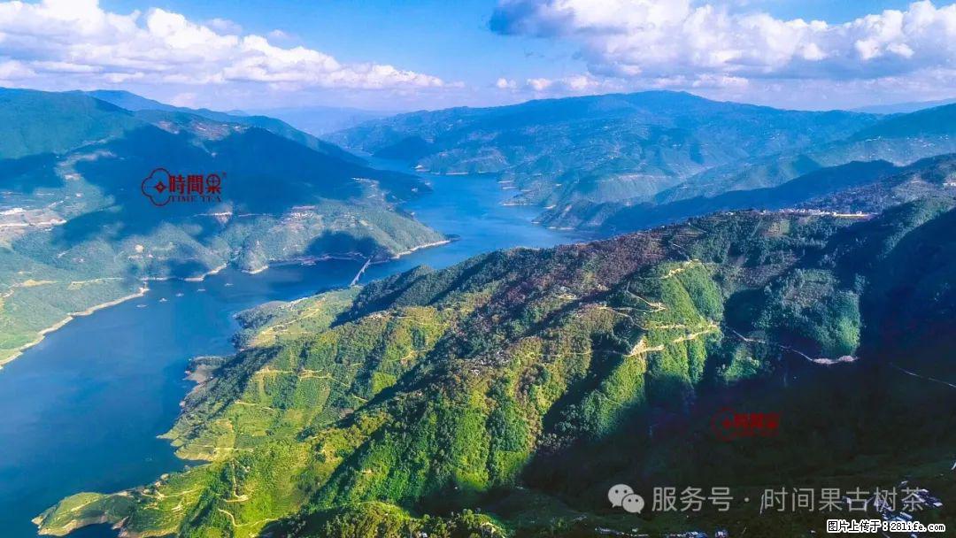 时间果百年古树龙珠普洱生茶 - 购物交流 - 银川生活社区 - 银川28生活网 yinchuan.28life.com