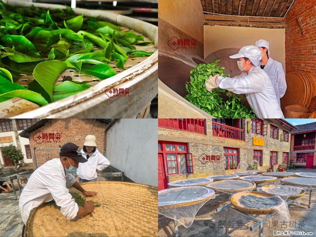 时间果百年古树龙珠普洱生茶 - 购物交流 - 银川生活社区 - 银川28生活网 yinchuan.28life.com