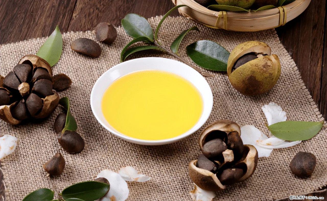 揭秘茶油的5大核心营养成分!被称为人体健康的“守护盾”! - 银川生活资讯 - 银川28生活网 yinchuan.28life.com