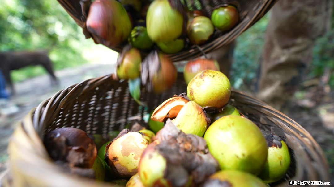 揭秘茶油的5大核心营养成分!被称为人体健康的“守护盾”! - 银川生活资讯 - 银川28生活网 yinchuan.28life.com