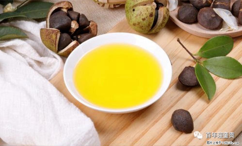 揭秘茶油的5大核心营养成分!被称为人体健康的“守护盾”! - 银川生活资讯 - 银川28生活网 yinchuan.28life.com