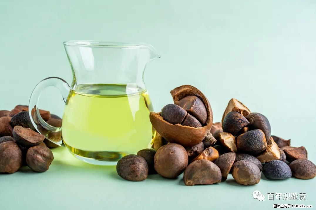 世界没有真相，只有认知，最好的食用油是中国的山茶油！ - 银川生活资讯 - 银川28生活网 yinchuan.28life.com
