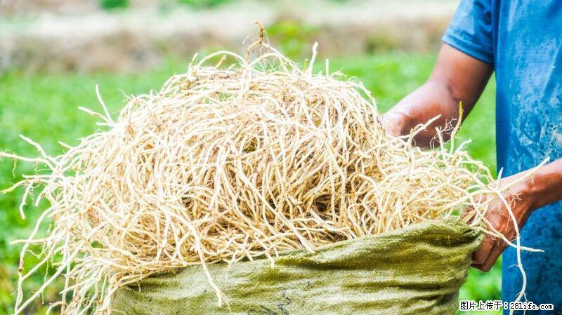 堪称“最难吃”的蔬菜，却是 “抗辐射神器”，还能护肺、清热、止咳化痰！ - 银川生活资讯 - 银川28生活网 yinchuan.28life.com