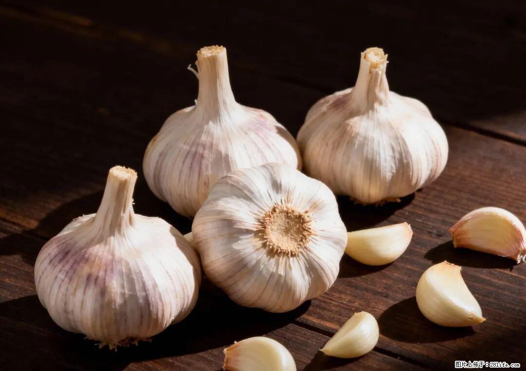 关于大蒜，除了“天然抗生素”，这4个谣言更该警惕! - 银川生活资讯 - 银川28生活网 yinchuan.28life.com