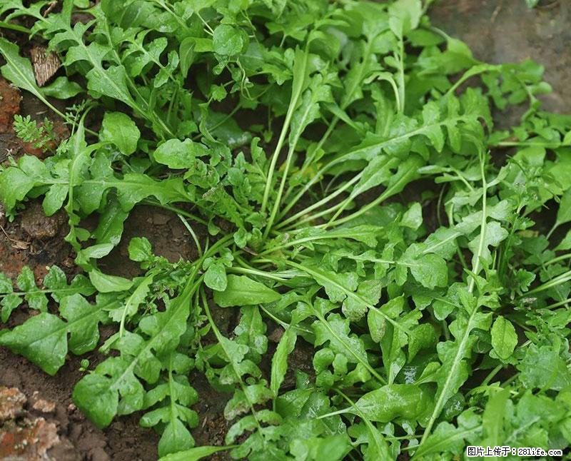 这些蔬菜是“天然钙片”，这6种被医生重点推荐 - 银川生活资讯 - 银川28生活网 yinchuan.28life.com