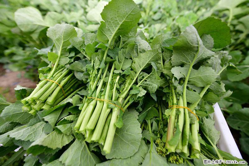 这些蔬菜是“天然钙片”，这6种被医生重点推荐 - 银川生活资讯 - 银川28生活网 yinchuan.28life.com